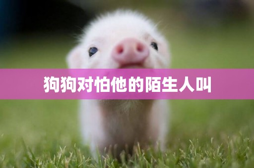 狗狗對怕他的陌生人叫