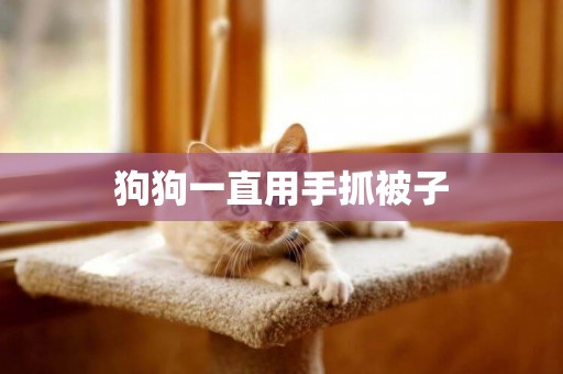 狗狗一直用手抓被子