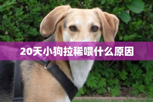 20天小狗拉稀喂什么原因