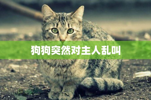 狗狗突然對主人亂叫