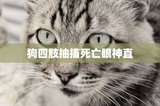 狗四肢抽搐死亡眼神直