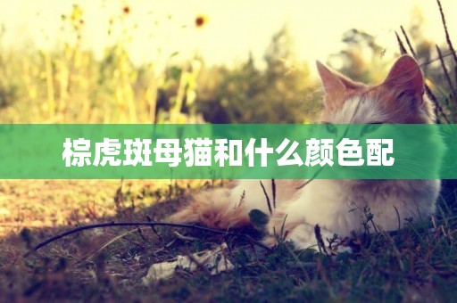 棕虎斑母貓和什么顏色配