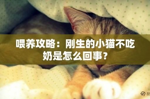 喂養攻略:剛生的小貓不吃奶是怎么回事? 喂養攻略:剛生的小貓不吃奶是怎么回事?