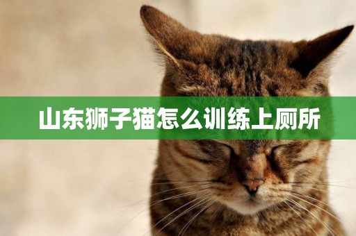 山東獅子貓怎么訓練上廁所