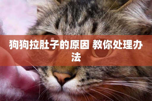 狗狗拉肚子的原因 教你處理辦法
