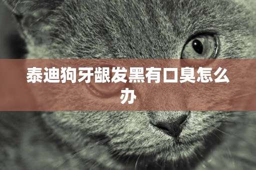 泰迪狗牙齦發黑有口臭怎么辦
