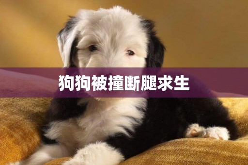 狗狗被撞斷腿求生