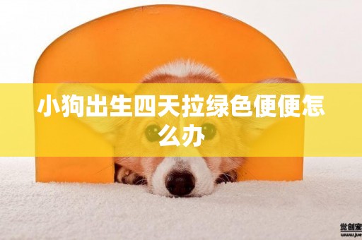 小狗出生四天拉綠色便便怎么辦