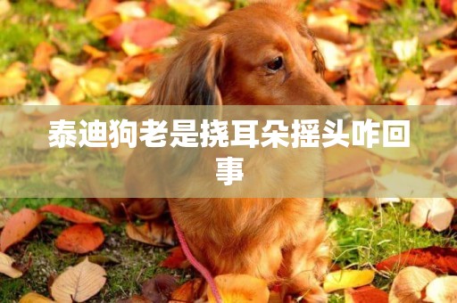 泰迪狗老是撓耳朵搖頭咋回事