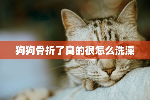 狗狗骨折了臭的很怎么洗澡