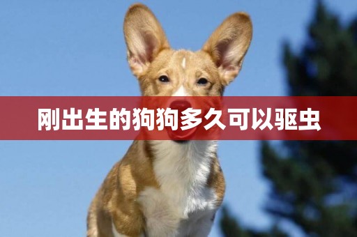剛出生的狗狗多久可以驅蟲