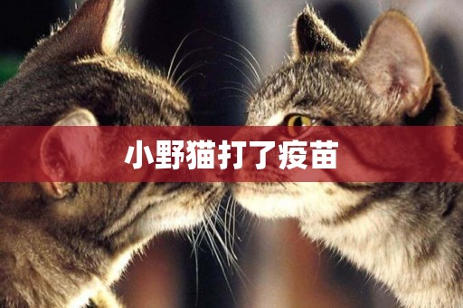 小野貓打了疫苗