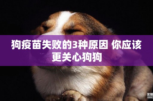 狗疫苗失敗的3種原因 你應該更關心狗狗