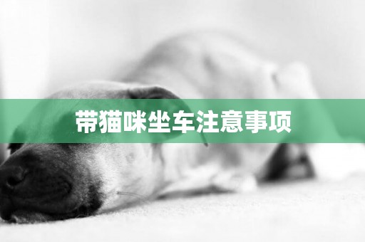 帶貓咪坐車注意事項