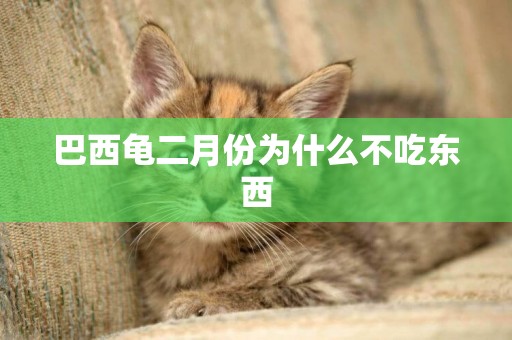 巴西龜二月份為什么不吃東西