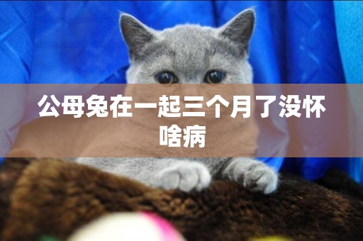 公母兔在一起三個月了沒懷啥病