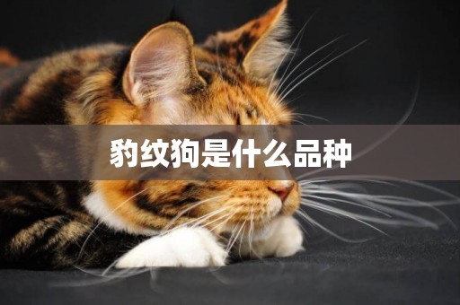 豹紋狗是什么品種