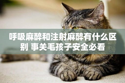 呼吸麻醉和注射麻醉有什么區別 事關毛孩子安全必看