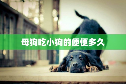 母狗吃小狗的便便多久