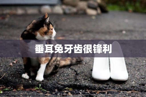 垂耳兔牙齒很鋒利