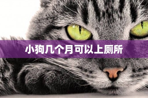 小狗幾個月可以上廁所