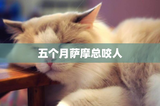五個月薩摩總咬人