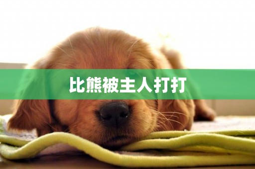 比熊被主人打打