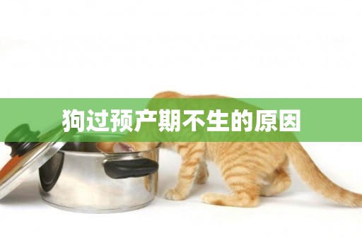 狗過預產期不生的原因