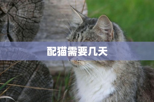 配貓需要幾天