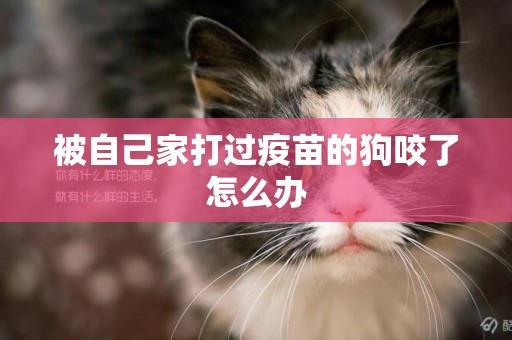 被自己家打過疫苗的狗咬了怎么辦