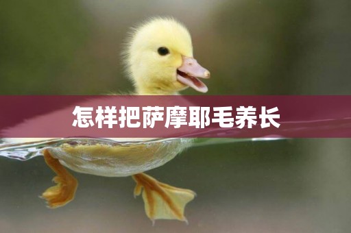 怎樣把薩摩耶毛養長