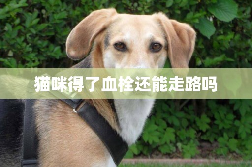 貓咪得了血栓還能走路嗎