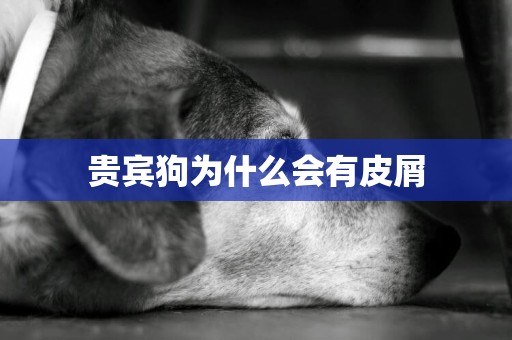 貴賓狗為什么會有皮屑