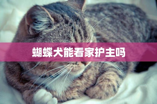 蝴蝶犬能看家護主嗎