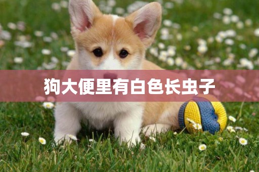 狗大便里有白色長蟲子