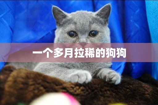 一個多月拉稀的狗狗