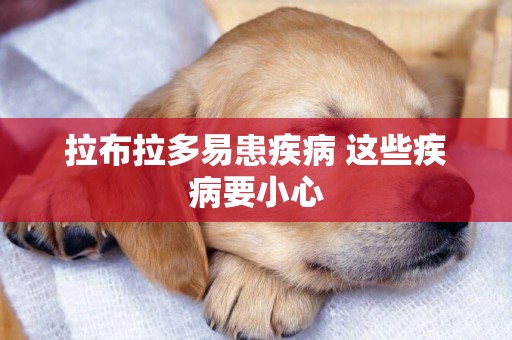 拉布拉多易患疾病 這些疾病要小心