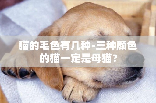 貓的毛色有幾種-三種顏色的貓一定是母貓？