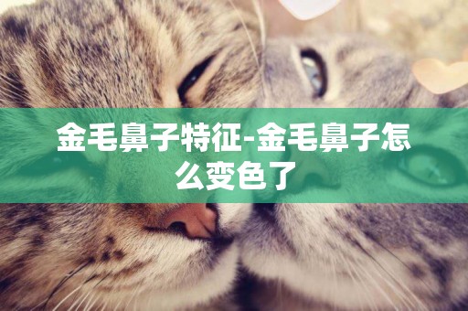金毛鼻子特征-金毛鼻子怎么變色了