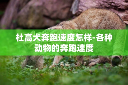 杜高犬奔跑速度怎樣-各種動物的奔跑速度