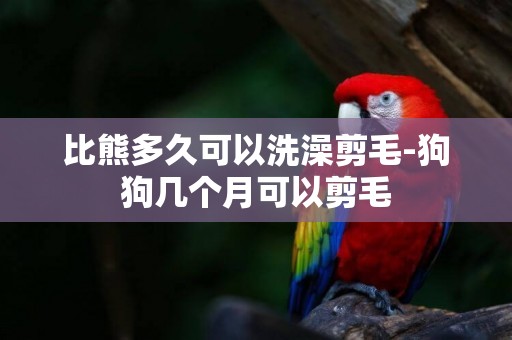比熊多久可以洗澡剪毛-狗狗幾個月可以剪毛