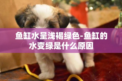 魚缸水呈淺褐綠色-魚缸的水變綠是什么原因