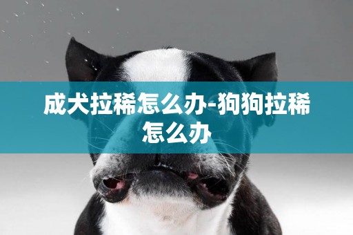 成犬拉稀怎么辦-狗狗拉稀怎么辦