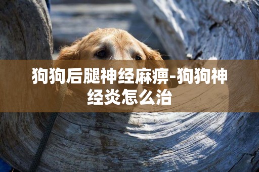 狗狗后腿神經麻痹-狗狗神經炎怎么治