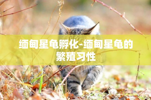 緬甸星龜孵化-緬甸星龜的繁殖習性