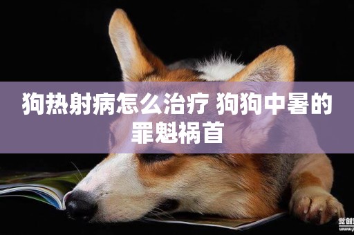 狗熱射病怎么治療 狗狗中暑的罪魁禍首