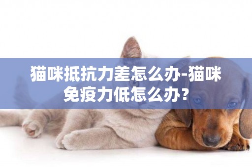 貓咪抵抗力差怎么辦-貓咪免疫力低怎么辦？