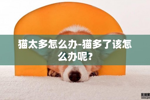 貓太多怎么辦-貓多了該怎么辦呢？