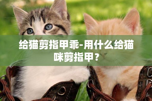 給貓剪指甲乖-用什么給貓咪剪指甲？