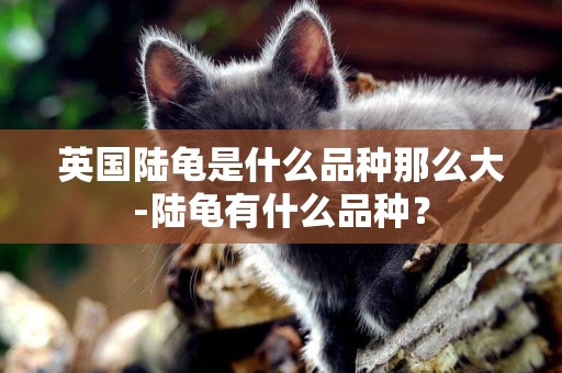 英國陸龜是什么品種那么大-陸龜有什么品種？